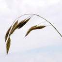 01. Bromus kalmii PRAIRIE BROME