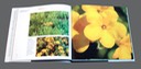 02 - Lithospermum canescens HOARY PUCCOON
