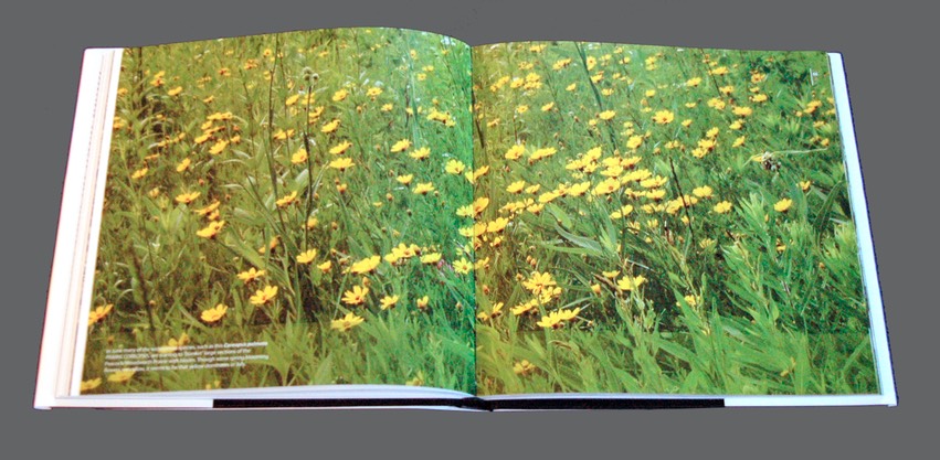 03 - Coreopsis palmata PRAIRIE COREOPSIS