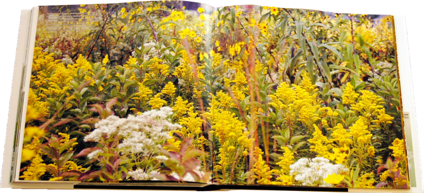 03 - field view mid-September