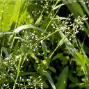 03. Panicum leibergii PRAIRIE PANIC GRASS