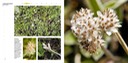 05 - Antennaria neglecta CAT'S PAW