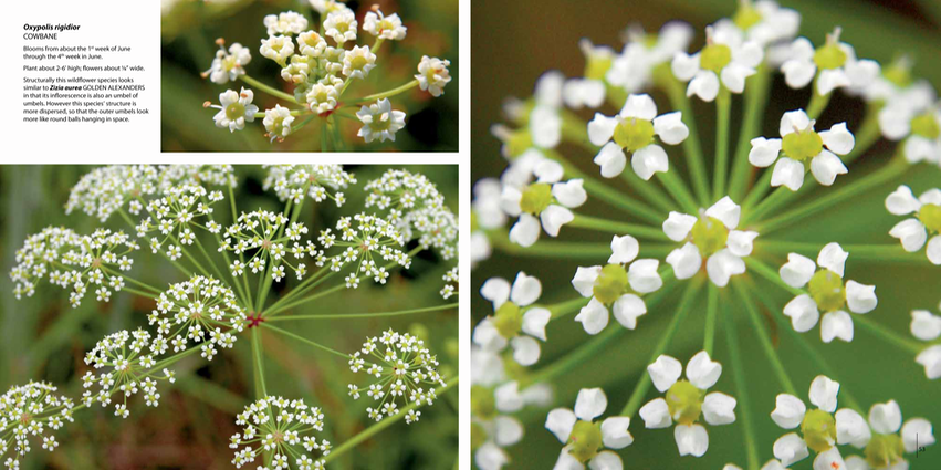 05 - Oxypolis rigidior COWBANE