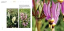 06 - Dodecatheon meadia SHOOTING STAR