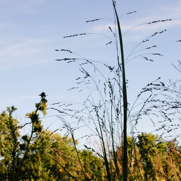 06. Panicum virgatum SWITCH GRASS