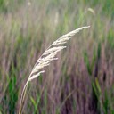07. Calamagrostis canadensis BLUE JOINT GRASS