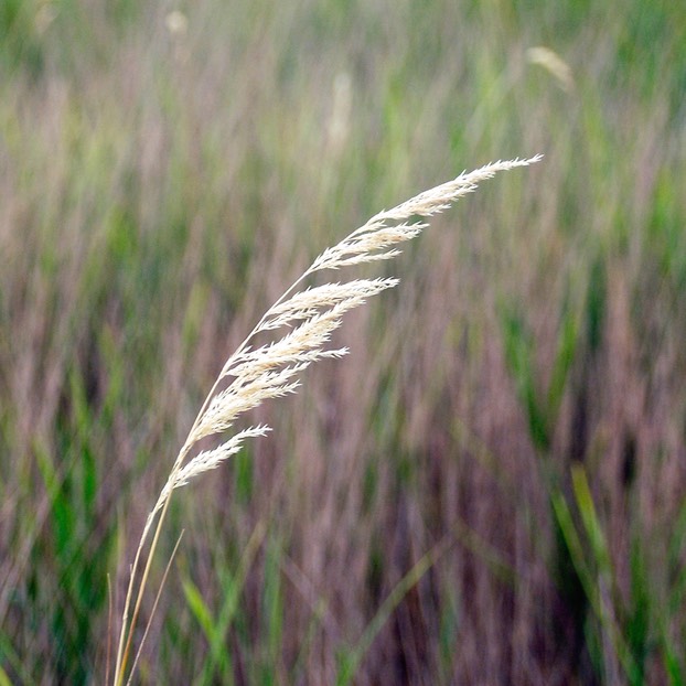 07. Calamagrostis canadensis BLUE JOINT GRASS