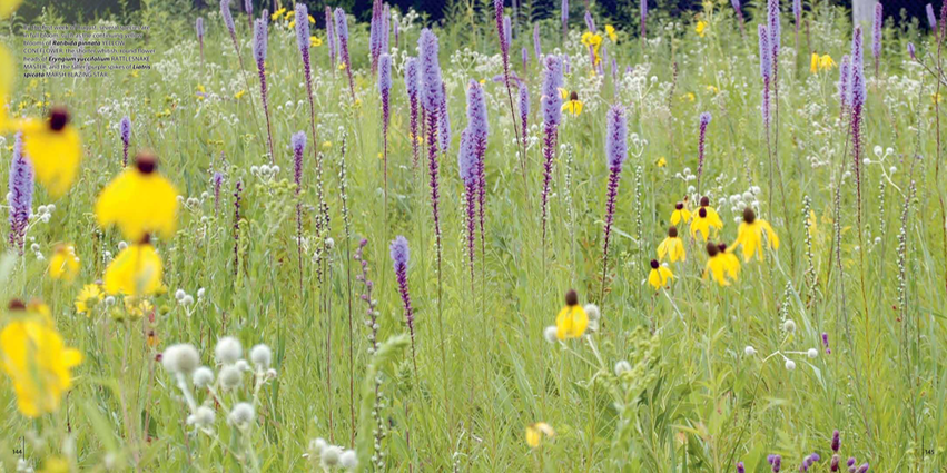 08 - field spread