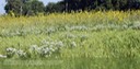 08 - field view - late August