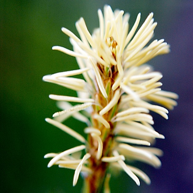 10. Carex tetanica COMMON STIFF SEDGE (1)