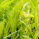11. Carex tetanica COMMON STIFF SEDGE (2)
