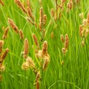 12. Carex stricta COMMON TUSSOCK SEDGE (1)