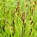 13. Carex stricta COMMON TUSSOCK SEDGE (3)
