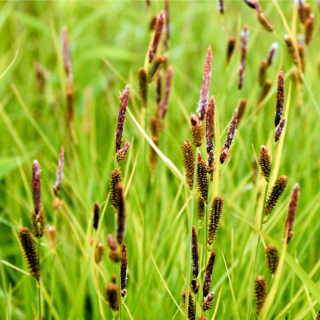 13. Carex stricta COMMON TUSSOCK SEDGE (3)