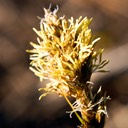 14. Carex sartwellii RUNNING MARSH SEDGE (1)