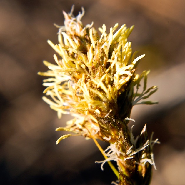 14. Carex sartwellii RUNNING MARSH SEDGE (1)
