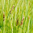 15.Carex sartwellii RUNNING MARSH SEDGE (2)