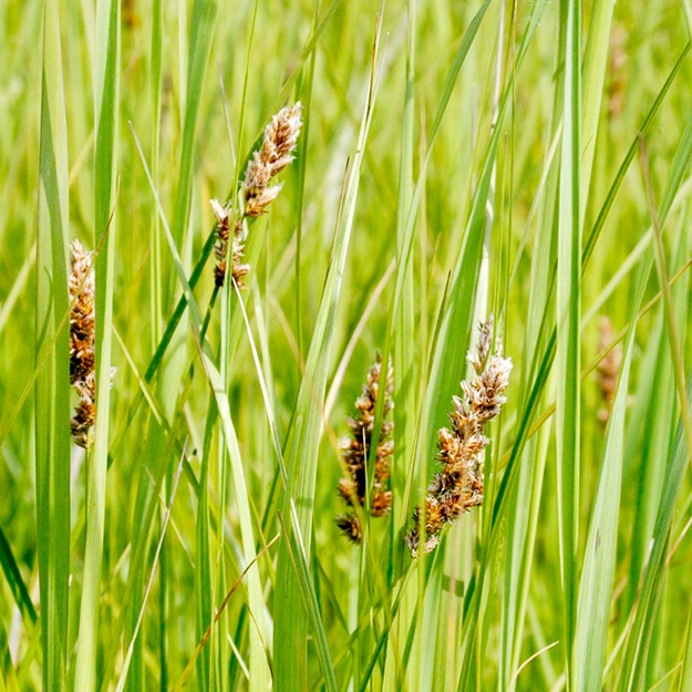 15.Carex sartwellii RUNNING MARSH SEDGE (2)