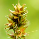 16. Carex brevior
PLAINS OVAL SEDGE