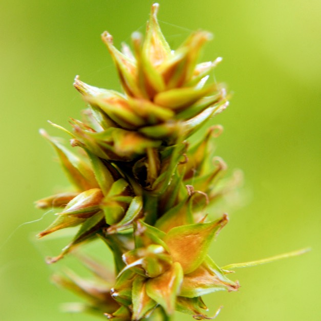 16. Carex brevior
PLAINS OVAL SEDGE