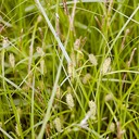 18. Carex pellita
BROAD-LEAVED WOOLLY SEDGE