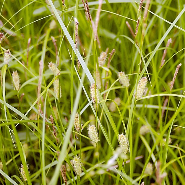 18. Carex pellita
BROAD-LEAVED WOOLLY SEDGE