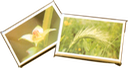 2 sample sets in glassine shipping envelopes