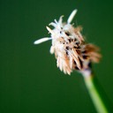 21. Eleocharis compressa FLAT-STEMMED SPIKE RUSH (1)