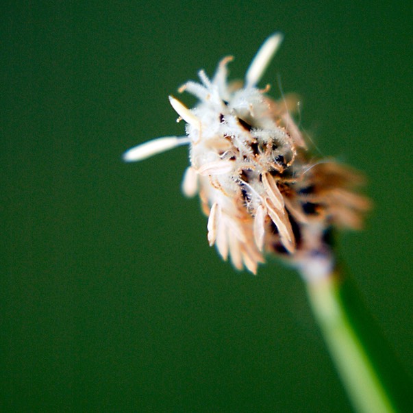 21. Eleocharis compressa FLAT-STEMMED SPIKE RUSH (1)