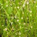 22. Eleocharis compressa
FLAT-STEMMED SPIKE RUSHDSC (2)