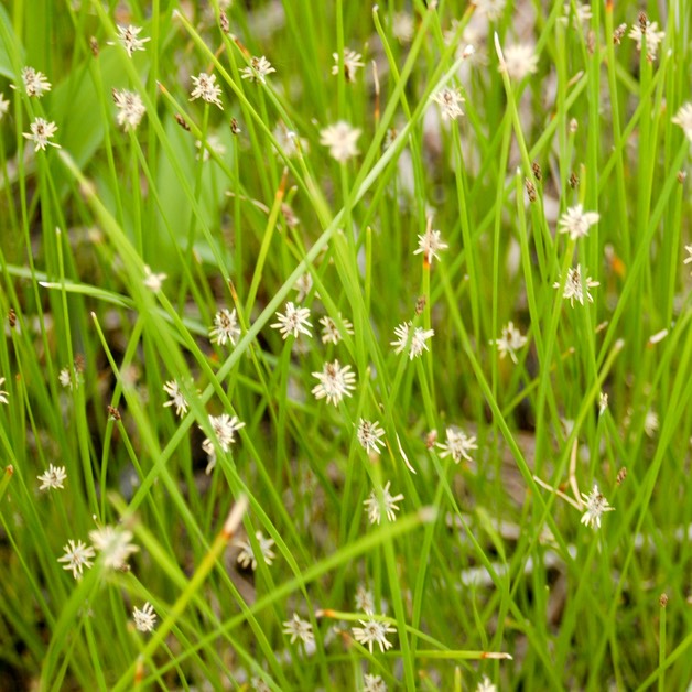 22. Eleocharis compressa
FLAT-STEMMED SPIKE RUSHDSC (2)