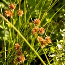 27. Carex cristatella
CRESTED OVAL SEDGE (2)