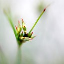 28. Juncus tenuis
PATH RUSH (1)