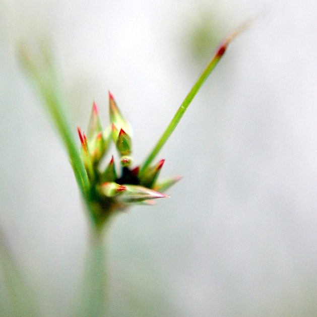 28. Juncus tenuis
PATH RUSH (1)