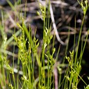 29. Juncus tenuis
PATH RUSH (2)
