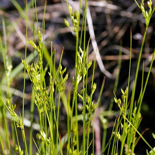 29. Juncus tenuis
PATH RUSH (2)