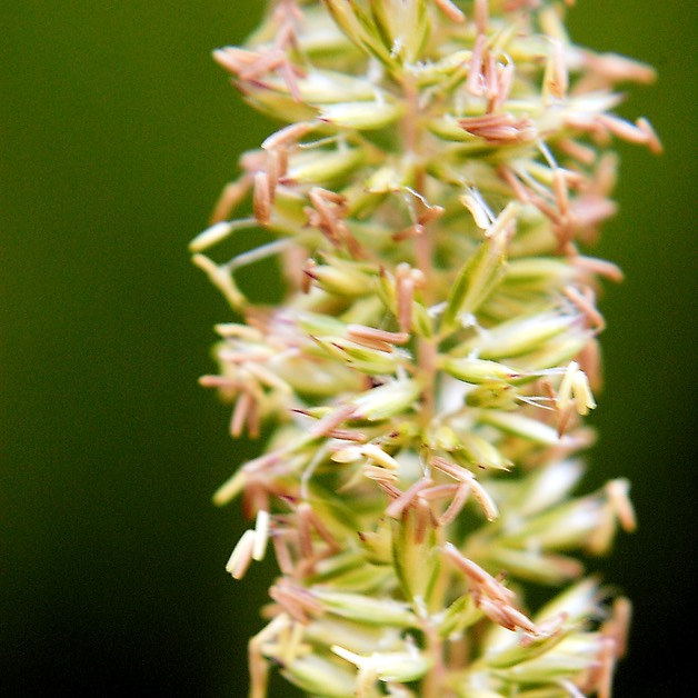 30. Koeleria cristata JUNE GRASS (1)
