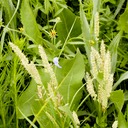 31. Koeleria cristata
JUNE GRASS (2)