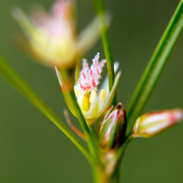 32. Juncus dudleyi DUDLEY'S RUSH (1)