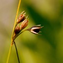 33. Juncus dudleyi
DUDLEY’S RUSH (2)