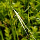 34. Stipa spartea PORCUPINE GRASS (1)