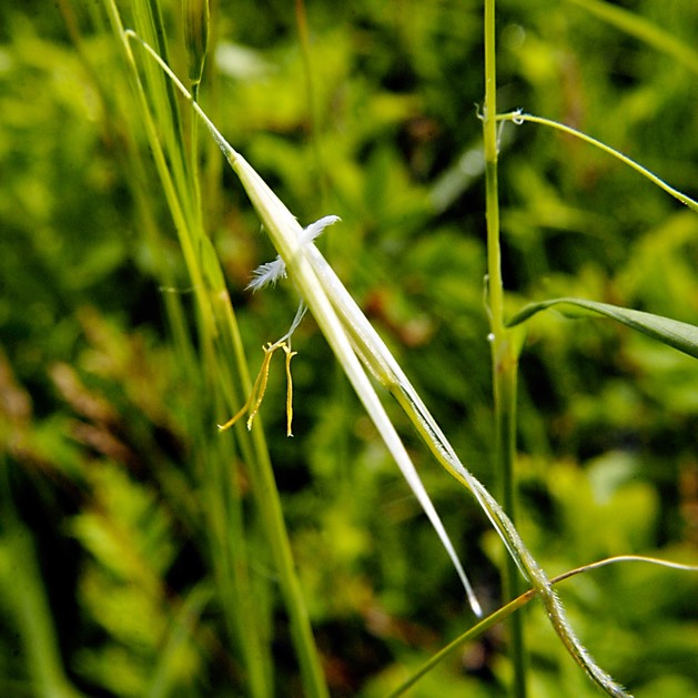 34. Stipa spartea PORCUPINE GRASS (1)