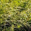 35. Stipa spartea PORCUPINE GRASS (2)