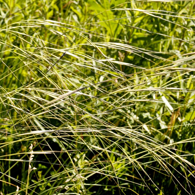 35. Stipa spartea PORCUPINE GRASS (2)