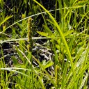 36. Carex vulpinoidea
BROWN FOX SEDGE