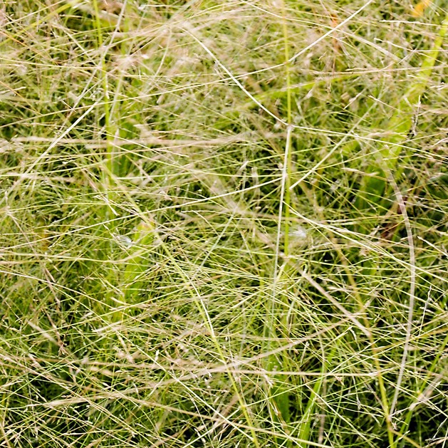 37. Glyceria striata
FOWL MANNA GRASS