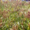 39. Scirpus cyperinus 
WOOL GRASS (1)