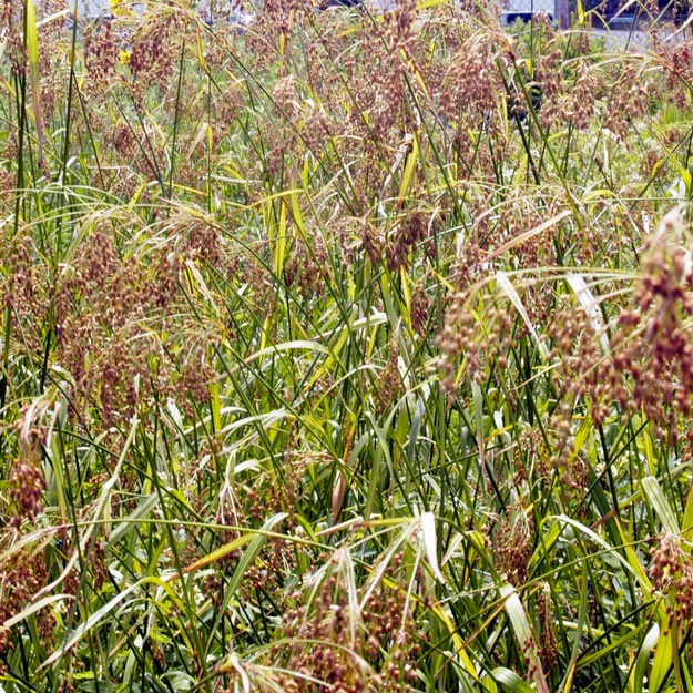 39. Scirpus cyperinus 
WOOL GRASS (1)