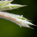 41. Bromus kalmii PRAIRIE BROME (1)