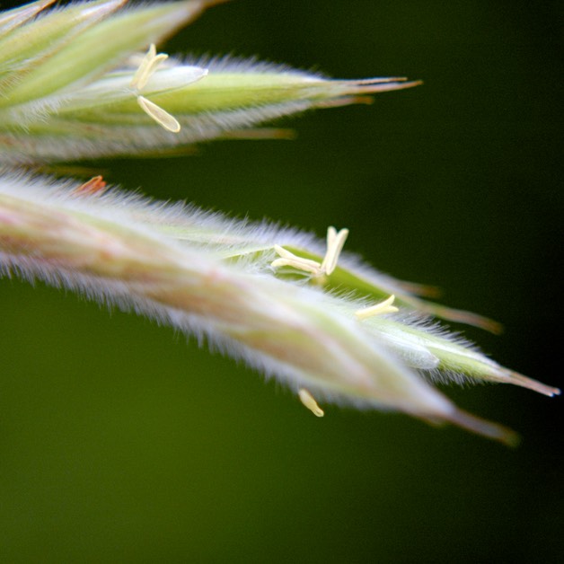 41. Bromus kalmii PRAIRIE BROME (1)